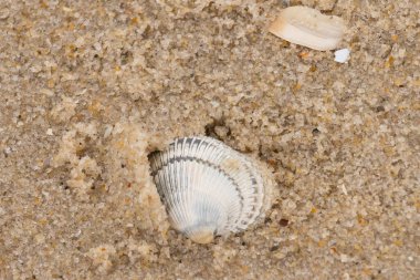 Kum tanelerinin içine kazılmış güzel bir kan gemisi kabuğu. Bu deniz kabuğu sahilde yatıyordu, dalgalar tarafından kıyıya vurmuştu. Bu kabuğun kenarları ve beyaz renk güzel ve yelpaze gibi görünüyor..