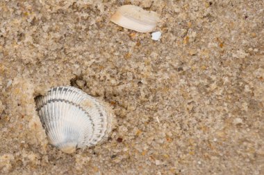 Kum tanelerinin içine kazılmış güzel bir kan gemisi kabuğu. Bu deniz kabuğu sahilde yatıyordu, dalgalar tarafından kıyıya vurmuştu. Bu kabuğun kenarları ve beyaz renk güzel ve yelpaze gibi görünüyor..