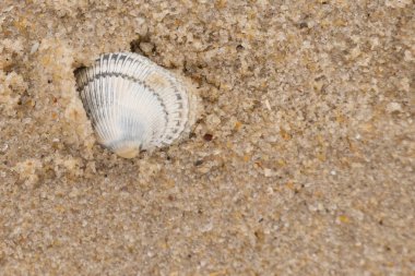 Kum tanelerinin içine kazılmış güzel bir kan gemisi kabuğu. Bu deniz kabuğu sahilde yatıyordu, dalgalar tarafından kıyıya vurmuştu. Bu kabuğun kenarları ve beyaz renk güzel ve yelpaze gibi görünüyor..