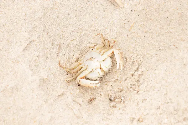 Bu zavallı yengeç sırt üstü sahile atıldı. Göbek yukarı bakıyor ve pençeler uzanıyor. Bu kabuklu deniz hayvanı, okyanusun gelgitlerinin içine attığı kum tanelerinin arasındaydı..