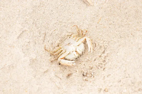 Bu zavallı yengeç sırt üstü sahile atıldı. Göbek yukarı bakıyor ve pençeler uzanıyor. Bu kabuklu deniz hayvanı, okyanusun gelgitlerinin içine attığı kum tanelerinin arasındaydı..