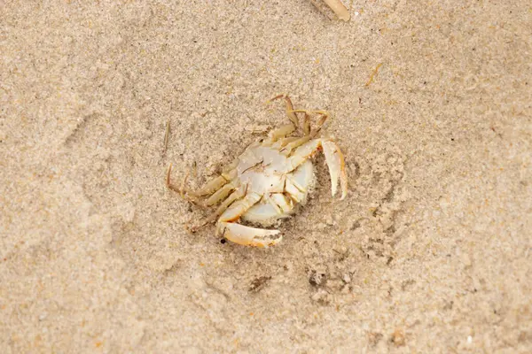 Bu zavallı yengeç sırt üstü sahile atıldı. Göbek yukarı bakıyor ve pençeler uzanıyor. Bu kabuklu deniz hayvanı, okyanusun gelgitlerinin içine attığı kum tanelerinin arasındaydı..