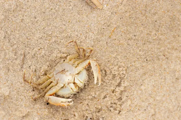 Bu zavallı yengeç sırt üstü sahile atıldı. Göbek yukarı bakıyor ve pençeler uzanıyor. Bu kabuklu deniz hayvanı, okyanusun gelgitlerinin içine attığı kum tanelerinin arasındaydı..