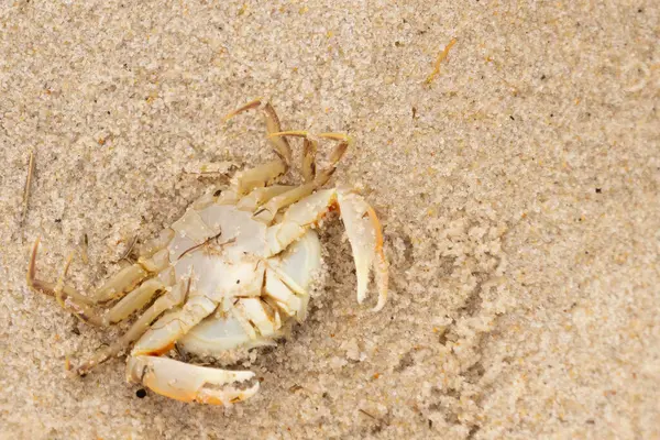 Bu zavallı yengeç sırt üstü sahile atıldı. Göbek yukarı bakıyor ve pençeler uzanıyor. Bu kabuklu deniz hayvanı, okyanusun gelgitlerinin içine attığı kum tanelerinin arasındaydı..