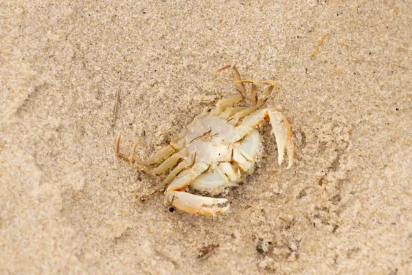 Bu zavallı yengeç sırt üstü sahile atıldı. Göbek yukarı bakıyor ve pençeler uzanıyor. Bu kabuklu deniz hayvanı, okyanusun gelgitlerinin içine attığı kum tanelerinin arasındaydı..