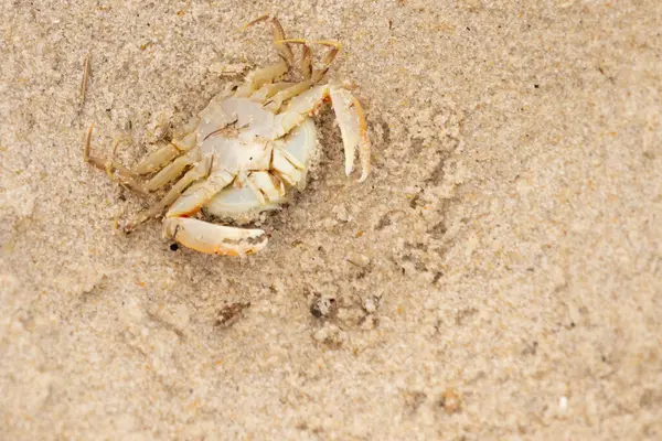Bu zavallı yengeç sırt üstü sahile atıldı. Göbek yukarı bakıyor ve pençeler uzanıyor. Bu kabuklu deniz hayvanı, okyanusun gelgitlerinin içine attığı kum tanelerinin arasındaydı..