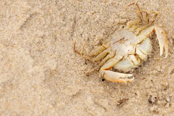 Bu zavallı yengeç sırt üstü sahile atıldı. Göbek yukarı bakıyor ve pençeler uzanıyor. Bu kabuklu deniz hayvanı, okyanusun gelgitlerinin içine attığı kum tanelerinin arasındaydı..