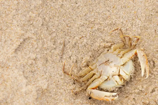 Bu zavallı yengeç sırt üstü sahile atıldı. Göbek yukarı bakıyor ve pençeler uzanıyor. Bu kabuklu deniz hayvanı, okyanusun gelgitlerinin içine attığı kum tanelerinin arasındaydı..