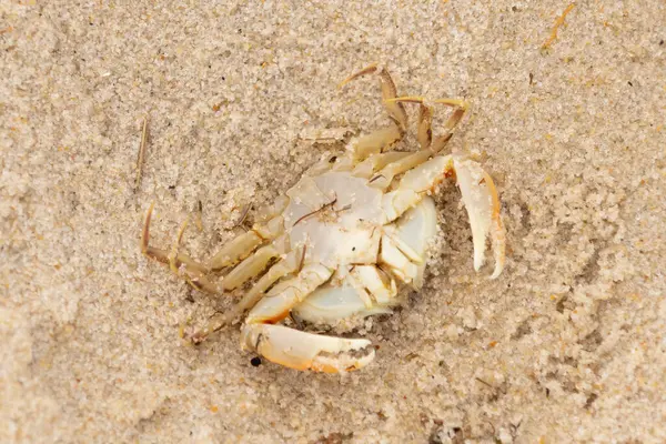 Bu zavallı yengeç sırt üstü sahile atıldı. Göbek yukarı bakıyor ve pençeler uzanıyor. Bu kabuklu deniz hayvanı, okyanusun gelgitlerinin içine attığı kum tanelerinin arasındaydı..
