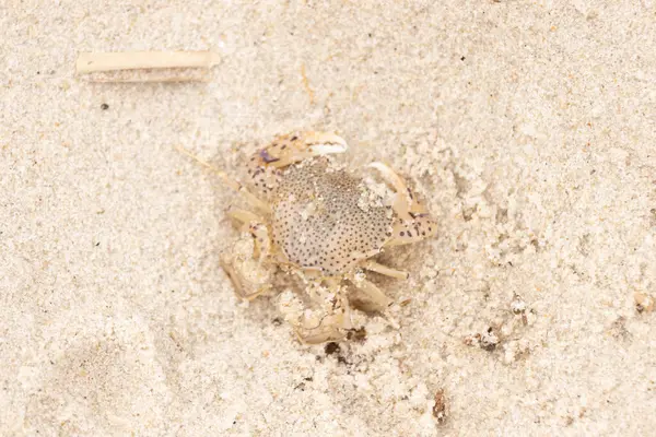 Bu küçük yengeç okyanusun gelgitleri tarafından sürüklendikten sonra sahilde yatıyordu. Kabuklu deniz hayvanı dövülmekten kıpırdamadan yatıyordu. Kahverengi kum taneleri etrafa saçılmış..