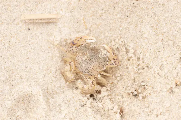 Bu küçük yengeç okyanusun gelgitleri tarafından sürüklendikten sonra sahilde yatıyordu. Kabuklu deniz hayvanı dövülmekten kıpırdamadan yatıyordu. Kahverengi kum taneleri etrafa saçılmış..