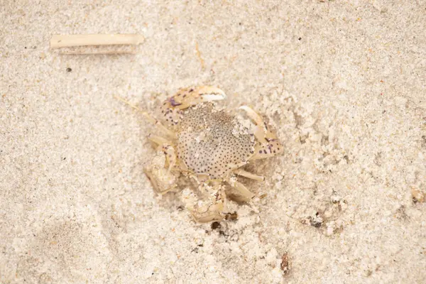 Bu küçük yengeç okyanusun gelgitleri tarafından sürüklendikten sonra sahilde yatıyordu. Kabuklu deniz hayvanı dövülmekten kıpırdamadan yatıyordu. Kahverengi kum taneleri etrafa saçılmış..