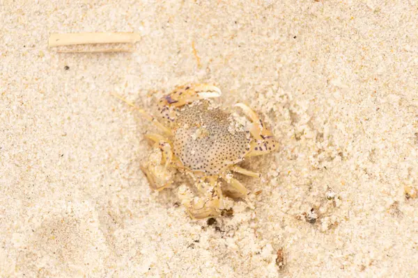 Bu küçük yengeç okyanusun gelgitleri tarafından sürüklendikten sonra sahilde yatıyordu. Kabuklu deniz hayvanı dövülmekten kıpırdamadan yatıyordu. Kahverengi kum taneleri etrafa saçılmış..