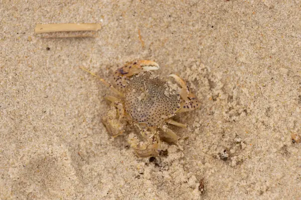 Bu küçük yengeç okyanusun gelgitleri tarafından sürüklendikten sonra sahilde yatıyordu. Kabuklu deniz hayvanı dövülmekten kıpırdamadan yatıyordu. Kahverengi kum taneleri etrafa saçılmış..