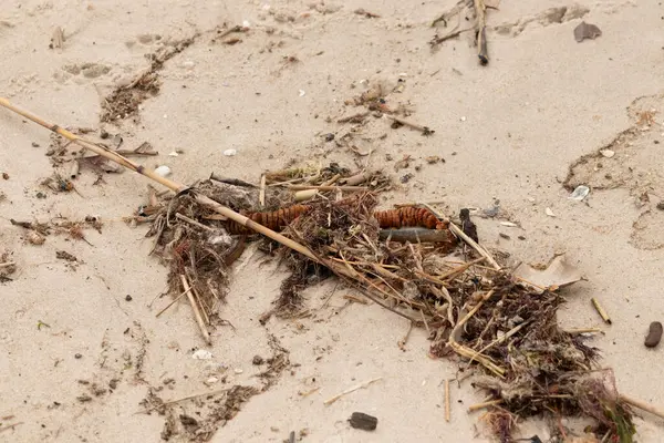 Tüm bu deniz enkazı sahile saçılmıştı. Seagrass, sazlıklar ve enik yumurtası büyük bir yığın içinde yatıyordu. Bunların hepsi küçük kahverengi kum taneleri arasında. Hepsi okyanusun gelgitleriyle karaya vurdu..