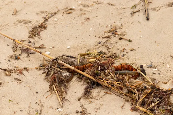 Tüm bu deniz enkazı sahile saçılmıştı. Seagrass, sazlıklar ve enik yumurtası büyük bir yığın içinde yatıyordu. Bunların hepsi küçük kahverengi kum taneleri arasında. Hepsi okyanusun gelgitleriyle karaya vurdu..