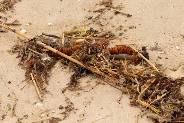 Tüm bu deniz enkazı sahile saçılmıştı. Seagrass, sazlıklar ve enik yumurtası büyük bir yığın içinde yatıyordu. Bunların hepsi küçük kahverengi kum taneleri arasında. Hepsi okyanusun gelgitleriyle karaya vurdu..