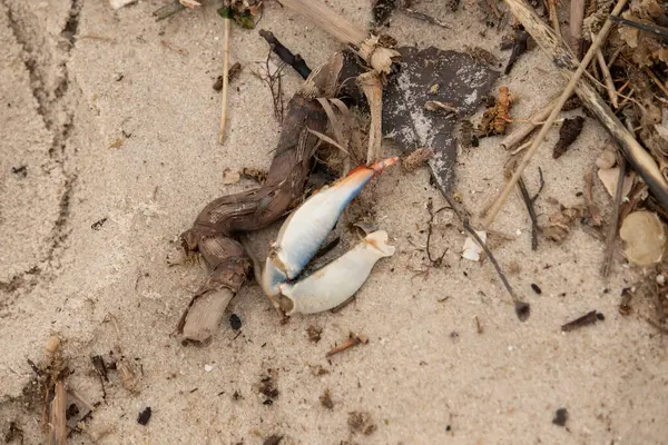 Bu resimde yengeç bacağı sahilde duruyordu. Mavi ve kırmızının tonları gerçekten kum taneciklerinin kahverengi taneciklerinden göze çarpıyor. Bacağı muhtemelen bir sahil kuşu tarafından koparılmış. Her yerde deniz enkazı vardı..