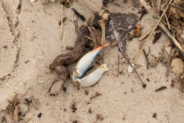 Bu resimde yengeç bacağı sahilde duruyordu. Mavi ve kırmızının tonları gerçekten kum taneciklerinin kahverengi taneciklerinden göze çarpıyor. Bacağı muhtemelen bir sahil kuşu tarafından koparılmış. Her yerde deniz enkazı vardı..