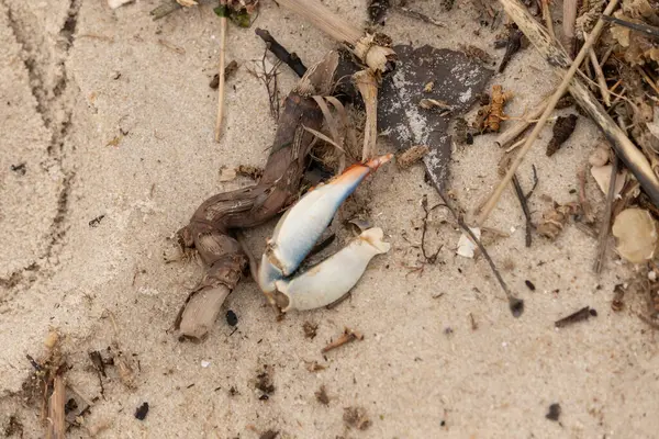 Bu resimde yengeç bacağı sahilde duruyordu. Mavi ve kırmızının tonları gerçekten kum taneciklerinin kahverengi taneciklerinden göze çarpıyor. Bacağı muhtemelen bir sahil kuşu tarafından koparılmış. Her yerde deniz enkazı vardı..