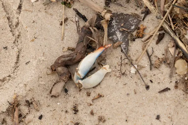 Bu resimde yengeç bacağı sahilde duruyordu. Mavi ve kırmızının tonları gerçekten kum taneciklerinin kahverengi taneciklerinden göze çarpıyor. Bacağı muhtemelen bir sahil kuşu tarafından koparılmış. Her yerde deniz enkazı vardı..