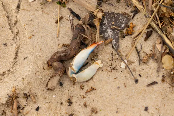 Bu resimde yengeç bacağı sahilde duruyordu. Mavi ve kırmızının tonları gerçekten kum taneciklerinin kahverengi taneciklerinden göze çarpıyor. Bacağı muhtemelen bir sahil kuşu tarafından koparılmış. Her yerde deniz enkazı vardı..