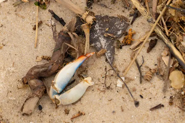 Bu resimde yengeç bacağı sahilde duruyordu. Mavi ve kırmızının tonları gerçekten kum taneciklerinin kahverengi taneciklerinden göze çarpıyor. Bacağı muhtemelen bir sahil kuşu tarafından koparılmış. Her yerde deniz enkazı vardı..