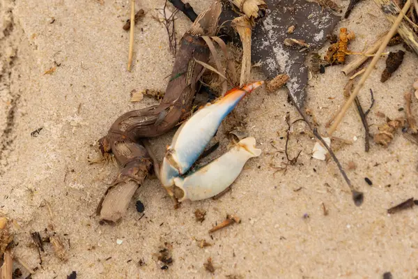 Bu resimde yengeç bacağı sahilde duruyordu. Mavi ve kırmızının tonları gerçekten kum taneciklerinin kahverengi taneciklerinden göze çarpıyor. Bacağı muhtemelen bir sahil kuşu tarafından koparılmış. Her yerde deniz enkazı vardı..