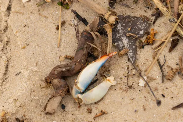 Bu resimde yengeç bacağı sahilde duruyordu. Mavi ve kırmızının tonları gerçekten kum taneciklerinin kahverengi taneciklerinden göze çarpıyor. Bacağı muhtemelen bir sahil kuşu tarafından koparılmış. Her yerde deniz enkazı vardı..