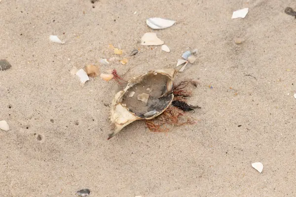 Mavi yengeç kabuğu sahilde sırt üstü yatıyordu. Parçalanmış parça kum tanelerinin içinde yatıyordu. Kabuklu deniz hayvanlarından tamamen kopmuş muhtemelen bir sahil kuşundan. Her yerde kabuk parçaları var..