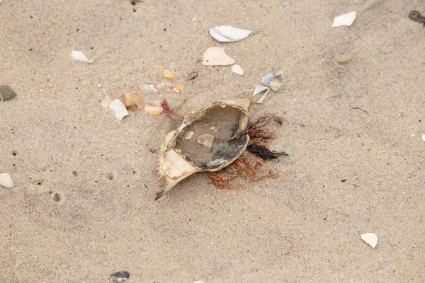 Mavi yengeç kabuğu sahilde sırt üstü yatıyordu. Parçalanmış parça kum tanelerinin içinde yatıyordu. Kabuklu deniz hayvanlarından tamamen kopmuş muhtemelen bir sahil kuşundan. Her yerde kabuk parçaları var..