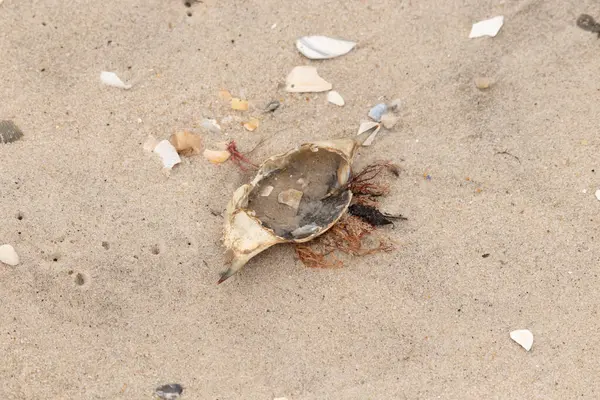 Mavi yengeç kabuğu sahilde sırt üstü yatıyordu. Parçalanmış parça kum tanelerinin içinde yatıyordu. Kabuklu deniz hayvanlarından tamamen kopmuş muhtemelen bir sahil kuşundan. Her yerde kabuk parçaları var..
