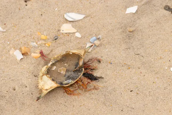 Mavi yengeç kabuğu sahilde sırt üstü yatıyordu. Parçalanmış parça kum tanelerinin içinde yatıyordu. Kabuklu deniz hayvanlarından tamamen kopmuş muhtemelen bir sahil kuşundan. Her yerde kabuk parçaları var..