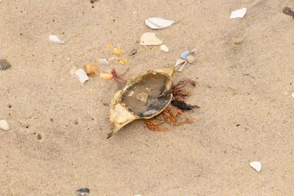 Mavi yengeç kabuğu sahilde sırt üstü yatıyordu. Parçalanmış parça kum tanelerinin içinde yatıyordu. Kabuklu deniz hayvanlarından tamamen kopmuş muhtemelen bir sahil kuşundan. Her yerde kabuk parçaları var..