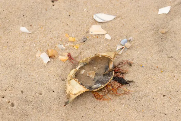 Mavi yengeç kabuğu sahilde sırt üstü yatıyordu. Parçalanmış parça kum tanelerinin içinde yatıyordu. Kabuklu deniz hayvanlarından tamamen kopmuş muhtemelen bir sahil kuşundan. Her yerde kabuk parçaları var..