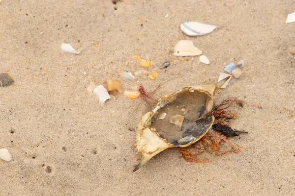 Mavi yengeç kabuğu sahilde sırt üstü yatıyordu. Parçalanmış parça kum tanelerinin içinde yatıyordu. Kabuklu deniz hayvanlarından tamamen kopmuş muhtemelen bir sahil kuşundan. Her yerde kabuk parçaları var..