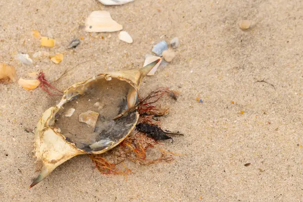 Mavi yengeç kabuğu sahilde sırt üstü yatıyordu. Parçalanmış parça kum tanelerinin içinde yatıyordu. Kabuklu deniz hayvanlarından tamamen kopmuş muhtemelen bir sahil kuşundan. Her yerde kabuk parçaları var..