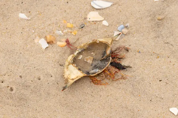 Mavi yengeç kabuğu sahilde sırt üstü yatıyordu. Parçalanmış parça kum tanelerinin içinde yatıyordu. Kabuklu deniz hayvanlarından tamamen kopmuş muhtemelen bir sahil kuşundan. Her yerde kabuk parçaları var..