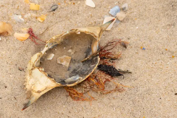 Mavi yengeç kabuğu sahilde sırt üstü yatıyordu. Parçalanmış parça kum tanelerinin içinde yatıyordu. Kabuklu deniz hayvanlarından tamamen kopmuş muhtemelen bir sahil kuşundan. Her yerde kabuk parçaları var..