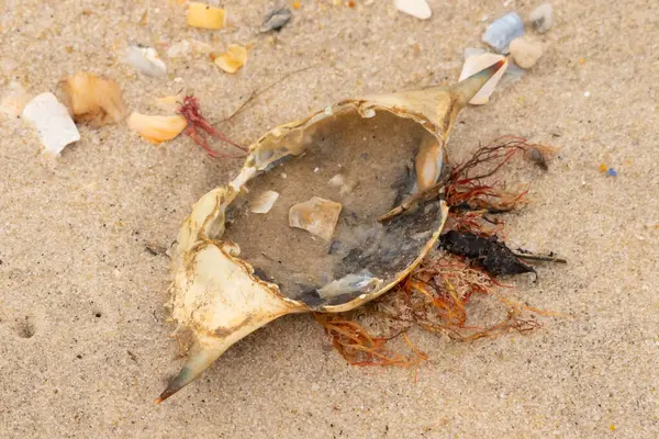 Mavi yengeç kabuğu sahilde sırt üstü yatıyordu. Parçalanmış parça kum tanelerinin içinde yatıyordu. Kabuklu deniz hayvanlarından tamamen kopmuş muhtemelen bir sahil kuşundan. Her yerde kabuk parçaları var..