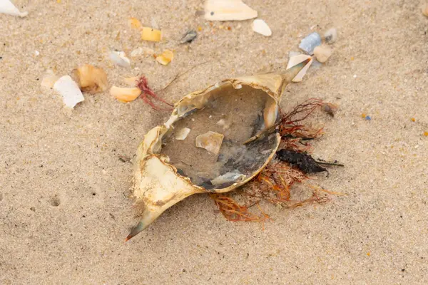 Mavi yengeç kabuğu sahilde sırt üstü yatıyordu. Parçalanmış parça kum tanelerinin içinde yatıyordu. Kabuklu deniz hayvanlarından tamamen kopmuş muhtemelen bir sahil kuşundan. Her yerde kabuk parçaları var..