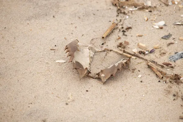 Bu at nalı yengeci kabuğu sırt üstü yatıyordu ve kumla kaplıydı. Bu sadece önü ve dalgaların çarpmasıyla parçalanmış kumsalda karaya vurmuş..