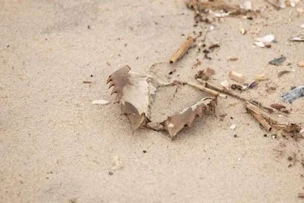 Bu at nalı yengeci kabuğu sırt üstü yatıyordu ve kumla kaplıydı. Bu sadece önü ve dalgaların çarpmasıyla parçalanmış kumsalda karaya vurmuş..