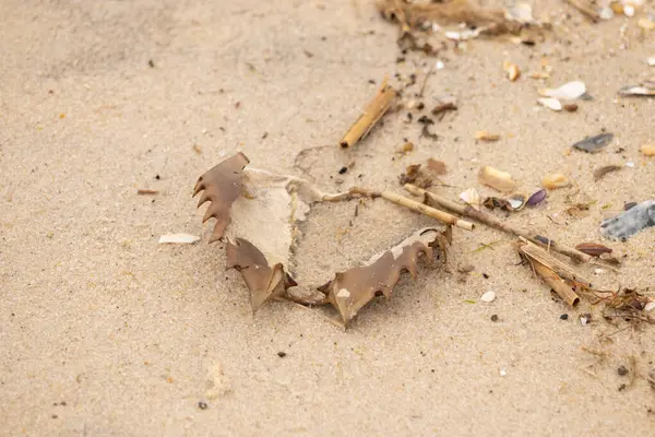Bu at nalı yengeci kabuğu sırt üstü yatıyordu ve kumla kaplıydı. Bu sadece önü ve dalgaların çarpmasıyla parçalanmış kumsalda karaya vurmuş..