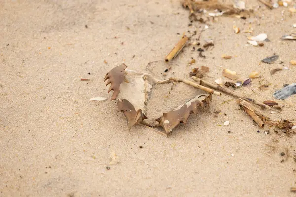 Bu at nalı yengeci kabuğu sırt üstü yatıyordu ve kumla kaplıydı. Bu sadece önü ve dalgaların çarpmasıyla parçalanmış kumsalda karaya vurmuş..