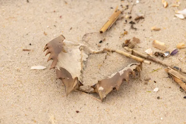 Bu at nalı yengeci kabuğu sırt üstü yatıyordu ve kumla kaplıydı. Bu sadece önü ve dalgaların çarpmasıyla parçalanmış kumsalda karaya vurmuş..