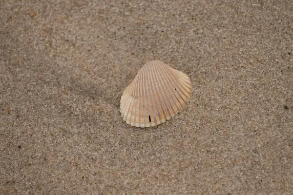 Kumsalda bir deniz kabuğu.