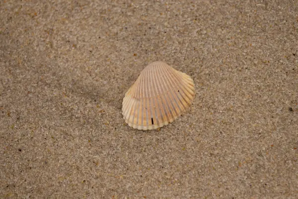 Kumdaki deniz kabuğu.