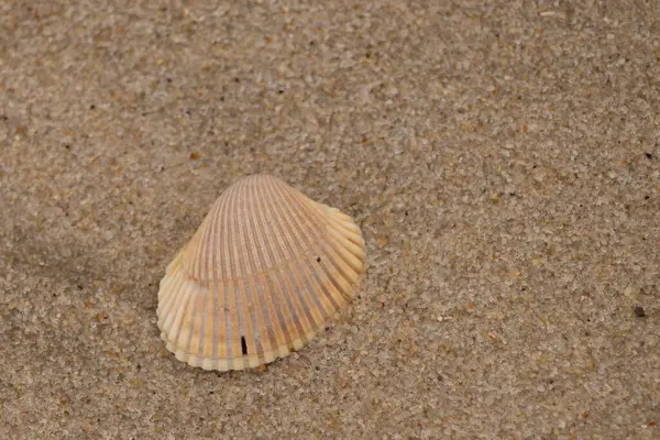 Kumsalda deniz kabuğu