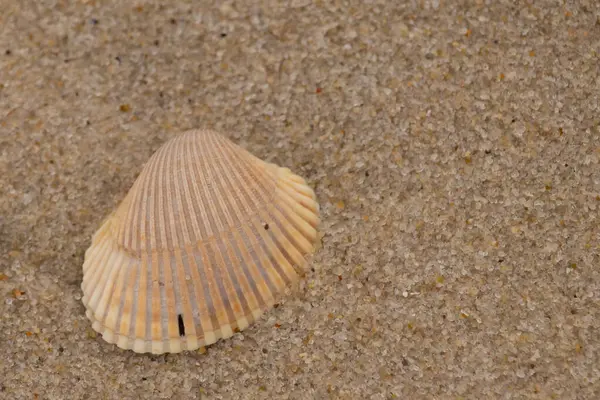 Kum zemininde deniz kabukları